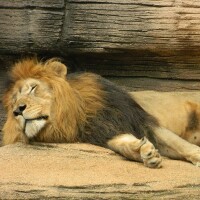 Avatar for Löhwe 📸