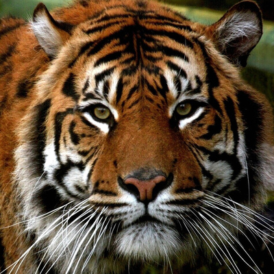 Avatar for RootWyrm 🇺🇦:progress: