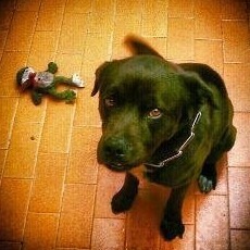 Avatar for :android:! ʁ ą ʄ α ω ɻ • ® 神 •