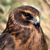 Avatar for Katherine