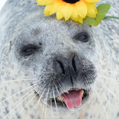 Avatar for 海豹打油🦭