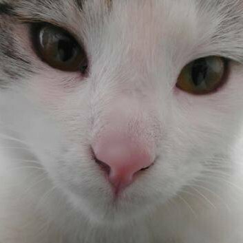 Avatar for ari :prideified: