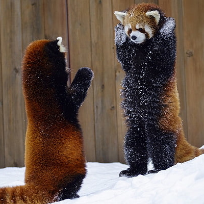 Avatar for Just a trash panda 🦝