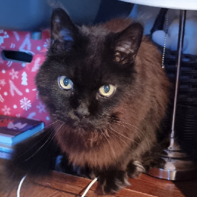 Avatar for szpon the wizard