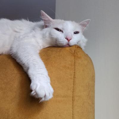 Avatar for Carla B. E. (elle)