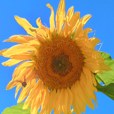 Avatar for Not trying hard enough 🦎