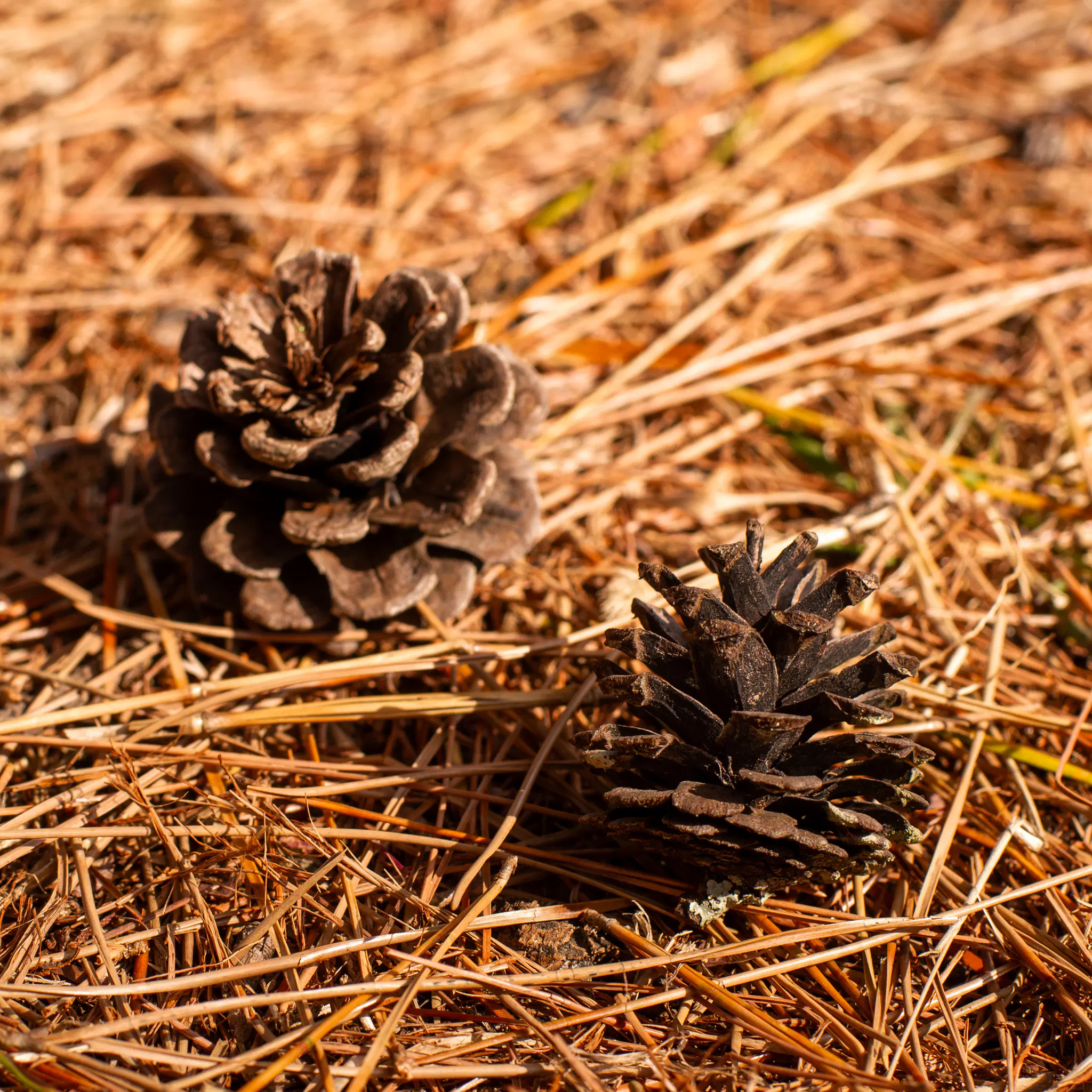 Avatar for :blobcat_surprised:ねぐるみ:blobcat_surprised: