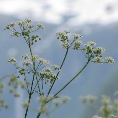 Avatar for Aleksandra Fedorova :fedora: