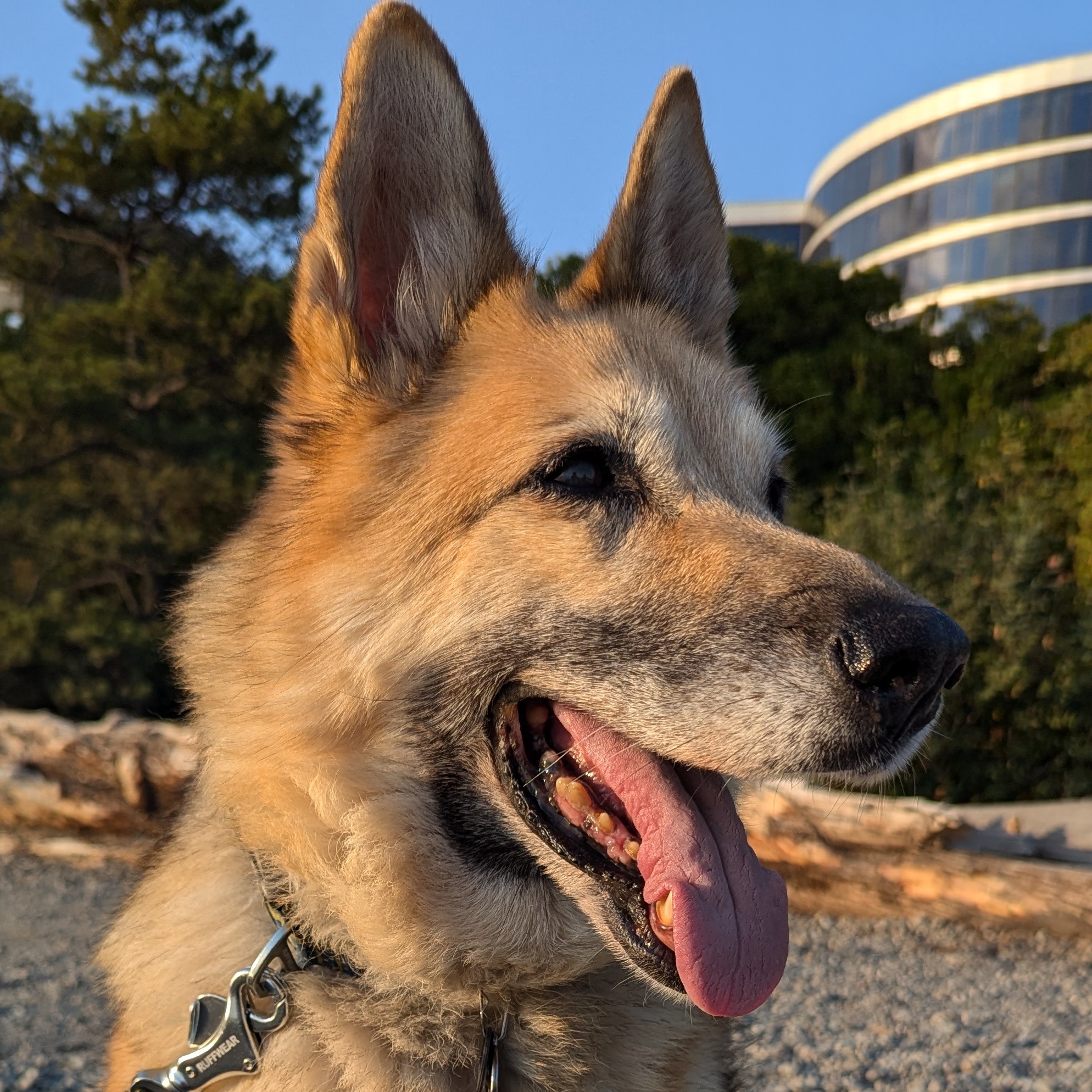 Avatar for Meta the Dog