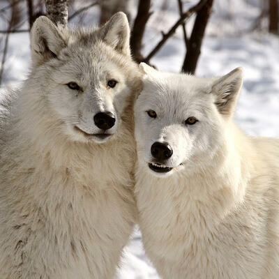 Avatar for Hourly Wolves