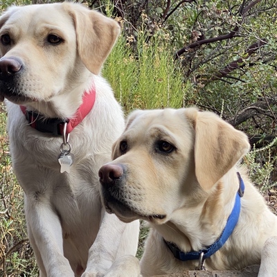 Avatar for Cavedale Rhônes