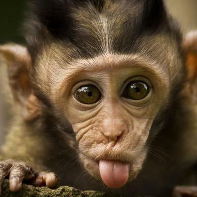 Avatar for HP van Braam