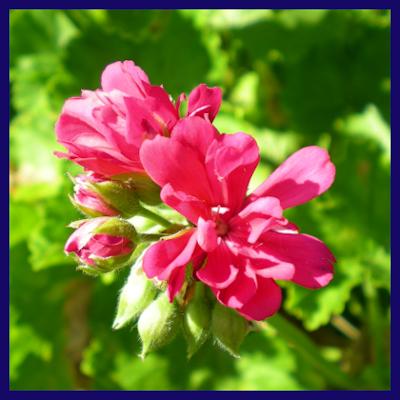 Avatar for Stachelgarten