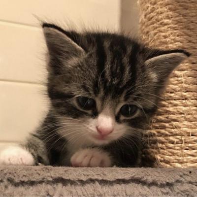 Avatar for Carmen-Lisandrette