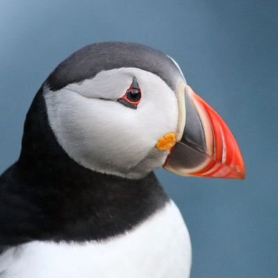 Avatar for What Bird?🦜