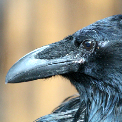 Avatar for Esquerdo Cópia