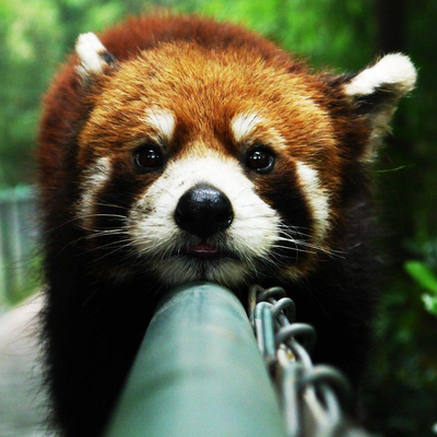 Avatar for Zelphir Kaltstahl