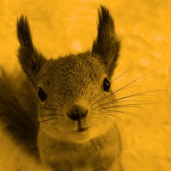 Avatar for squirrel