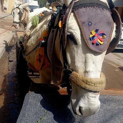 Avatar for The Silent Heroes