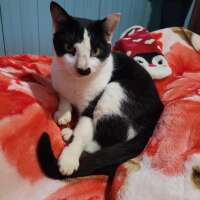 Avatar for Meme e Flokinho 🐈