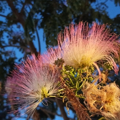 Avatar for Zośka :raspberrypi: (she/her)