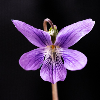 Avatar for Betsy Roberts Miller ⁂