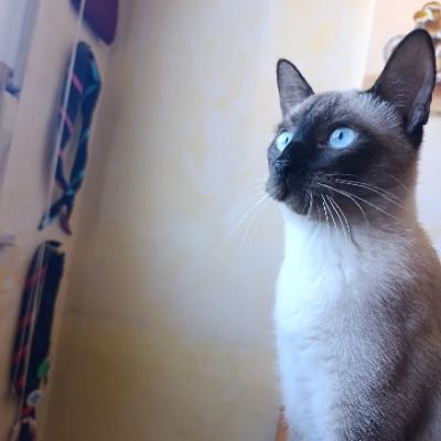 Avatar for Autismboy