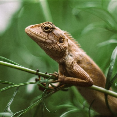 Avatar for iguana09863