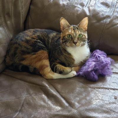 Avatar for Sand Hill Thicket HAS MOVED