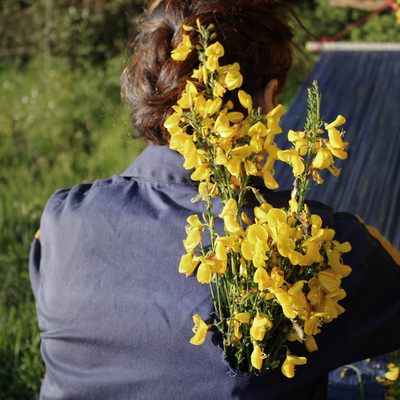 Avatar for asformigas