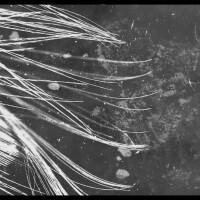 Avatar for een greintje