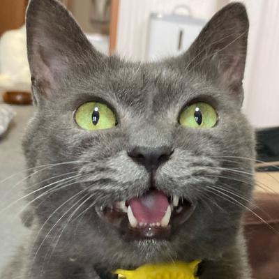 Avatar for ぶんちゃん🐈㌠