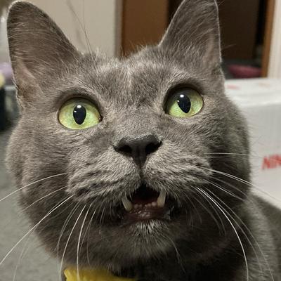 Avatar for ぶんちゃん🐈㌠