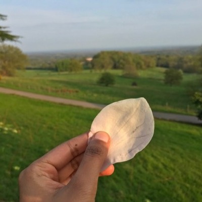 Avatar for Dr. Divya 🍉 is offline