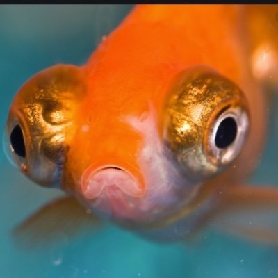 Avatar for circfruit