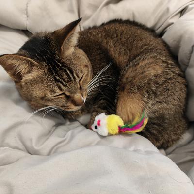 Avatar for terrorist :: Feline