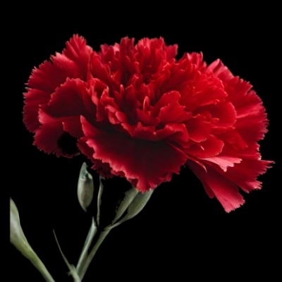 Avatar for 25 de Abril de 1974