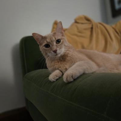 Avatar for Danforth 🐈‍⬛ & Woodbine 🐈