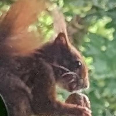Avatar for orava