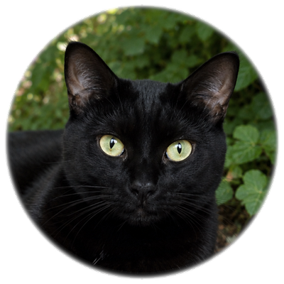 Avatar for House Panther :archlinux: :almalinux: :debian: :freebsd: :openbsd: