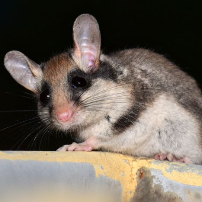 Avatar for Bilchmästerei
