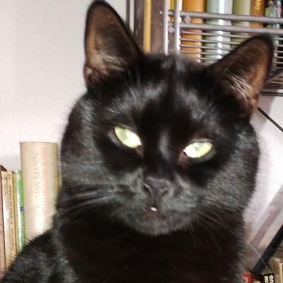 Avatar for Boerps