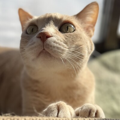 Avatar for 海綿ウミユリver.2
