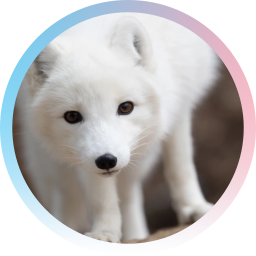 Avatar for Arctic Fox Daily