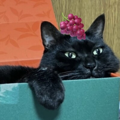 Avatar for しゃのわーる