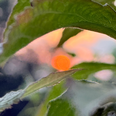 Avatar for Nightskiier