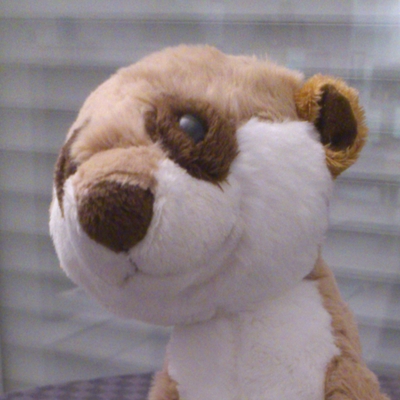 Avatar for meercat34