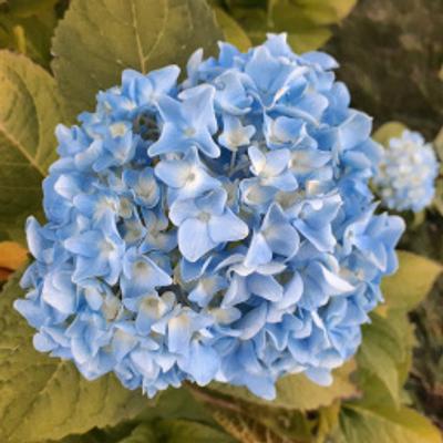 Avatar for The Blue Hydrangea